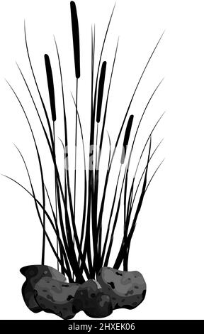 Sedge, Stein, Rohr, Bulrush, oder Gras auf einem weißen Hintergrund.Vektor-Illustration.Schwarze Silhouette von Schilf. Stock Vektor