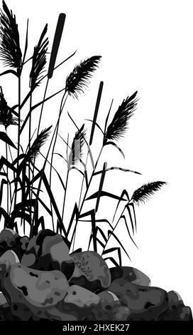 Sedge, Stein, Rohr, Bulrush, oder Gras auf einem weißen Hintergrund.Vektor-Illustration.Schwarze Silhouette von Schilf. Stock Vektor