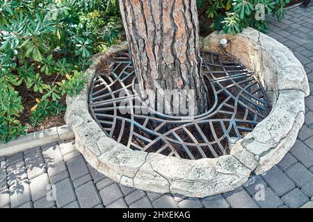 Kiefer wächst in Grube mit Metallgitter auf der Straße der Stadt am Sommertag Nahsicht bedeckt. Nadelbaum mit strukturierter Rinde im Park. Die Schönheit der Natur Stockfoto