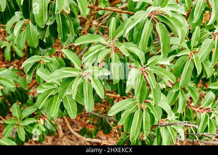 Wunderbarer Arbutus andrachne mit langen Blättern an Ästen im tropischen Park aus der Nähe. Erdbeerbaum wächst im botanischen Garten. Schönheit der wilden Natur Stockfoto