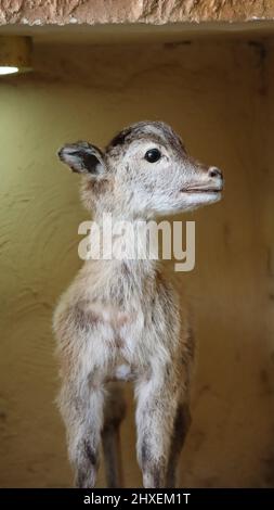 Tiere auf der North Sedra Farm Katar Stockfoto