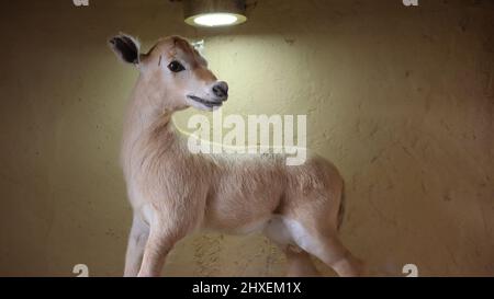 Tiere auf der North Sedra Farm Katar Stockfoto