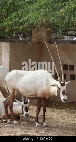 Tiere auf der North Sedra Farm Katar Stockfoto