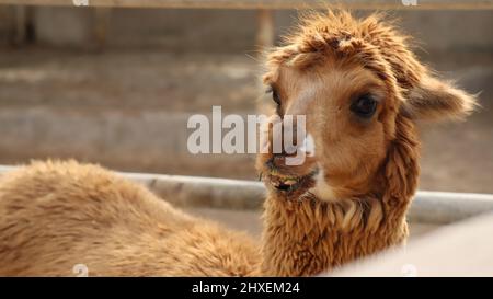 Tiere auf der North Sedra Farm Katar Stockfoto