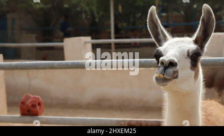 Tiere auf der North Sedra Farm Katar Stockfoto