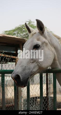 Pferdetiere auf der North Sedra Farm Qatar Stockfoto