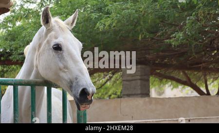 Pferdetiere auf der North Sedra Farm Qatar Stockfoto