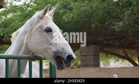 Pferdetiere auf der North Sedra Farm Qatar Stockfoto