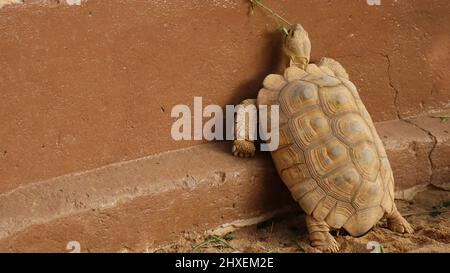 Schildkrötentiere auf der North Sedra Farm Qatar Stockfoto