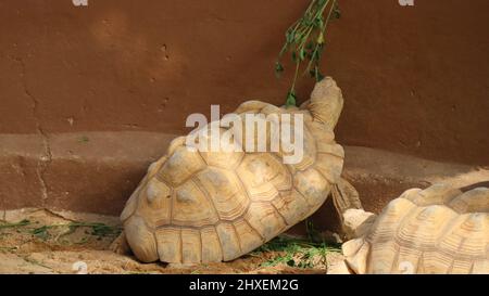 Schildkrötentiere auf der North Sedra Farm Qatar Stockfoto