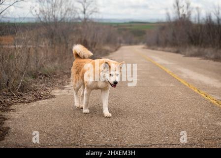 Die junge Frau akita inu, die an einem bewölkten Wintertag unterwegs ist. Spanien Stockfoto