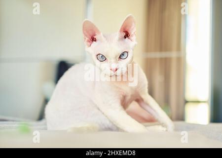 Sphynx Devon Rex aus der Nähe. Porträt eines Haustiers. Stockfoto