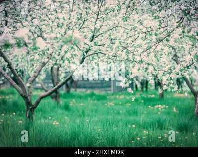 Blühender Apfelgarten im Frühling. Malerische und wunderschöne Szene. Ukraine, Europa. Beauty-Welt. Cross-PROCESSED Retro- und Vintage-Style. Instagram Stockfoto
