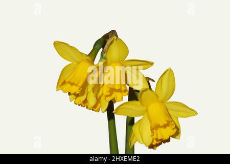 Nahaufnahme der gelben Blüten von Trompetendaffodil (Narcissus cyclamineus Tête à tête). Familie Amaryllis (Amaryllidaceae). Isolierter, weißer Hintergrund, Stockfoto