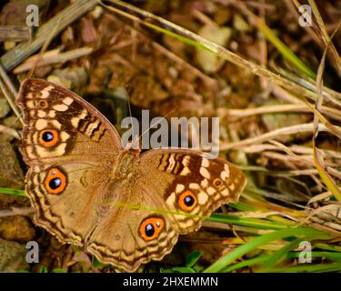 Bunte Zitronenlimonie (Junonia lemonias) Schmetterling. Stockfoto