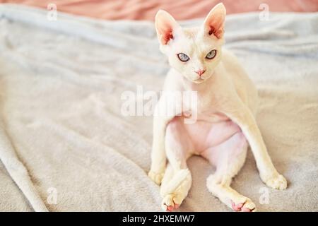 Sphynx Devon Rex aus der Nähe. Porträt eines Haustiers. Stockfoto