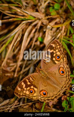 Schmetterling auf dem Boden Bunte Zitronenlimonie (Junonia lemonias) Schmetterling. Stockfoto