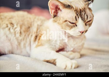Sphynx Devon Rex aus der Nähe. Porträt eines Haustiers. Stockfoto