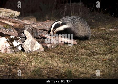 Europäischer Dachsmännchen, der am frühen Abend an einem kalten Wintertag in seinem Territorium nach Nahrung sucht Stockfoto