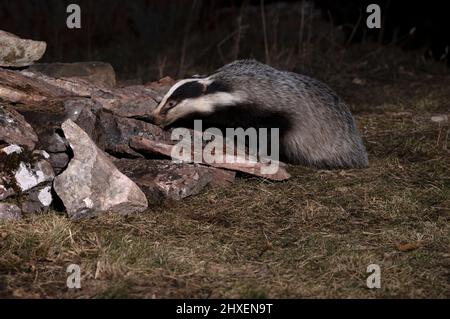 Europäischer Dachsmännchen, der am frühen Abend an einem kalten Wintertag in seinem Territorium nach Nahrung sucht Stockfoto