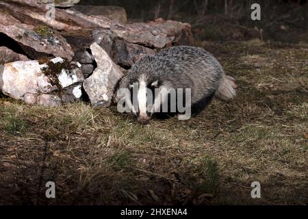 Europäischer Dachsmännchen, der am frühen Abend an einem kalten Wintertag in seinem Territorium nach Nahrung sucht Stockfoto