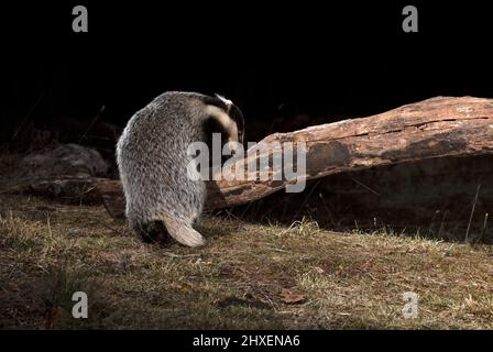 Europäischer Dachsmännchen, der am frühen Abend an einem kalten Wintertag in seinem Territorium nach Nahrung sucht Stockfoto