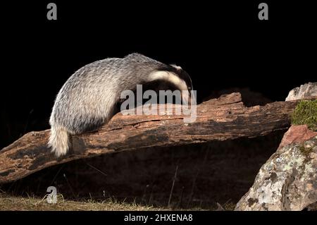 Europäischer Dachsmännchen, der am frühen Abend an einem kalten Wintertag in seinem Territorium nach Nahrung sucht Stockfoto