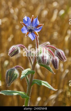 Eine Borretschpflanze am Rande eines Weizenfeldes Stockfoto