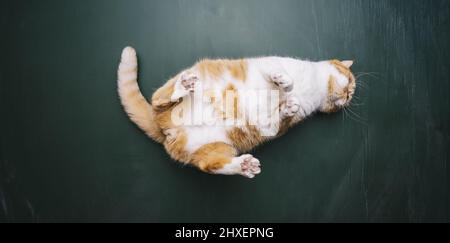 Ginger Katze liegt auf dem Rücken auf Tafel Hintergrund in einer neuen Wohnung. Flauschiges Haustier tut, um dort zu schlafen oder lustig. Stockfoto