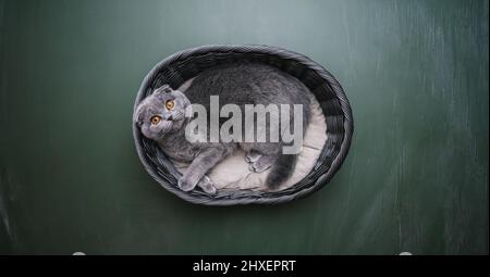Britische Kurzhaar-Katze liegt in einem Korb auf Tafel-Hintergrund in einer neuen Wohnung. Flauschiges Haustier schläft Stockfoto