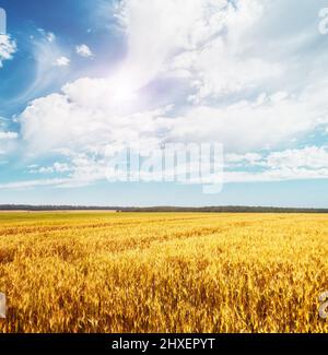 Schöner Blick auf das Feld und den blauen Himmel an einem sonnigen Tag. Dramatische und malerische Szene. Ort: Ukraine, Europa. Künstlerisches Bild. Schönheit Stockfoto