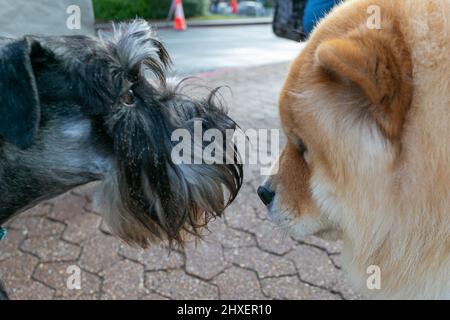 Birmingham, Großbritannien. 12. März 2022. Hunde kommen für den dritten Tag bei Crufts 2022 an. Kredit: Peter Lopeman/Alamy Live Nachrichten Stockfoto