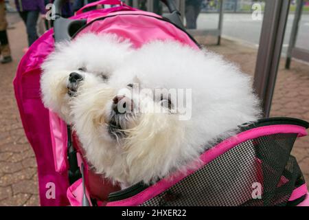 Birmingham, Großbritannien. 12. März 2022. Hunde kommen für den dritten Tag bei Crufts 2022 an. Kredit: Peter Lopeman/Alamy Live Nachrichten Stockfoto