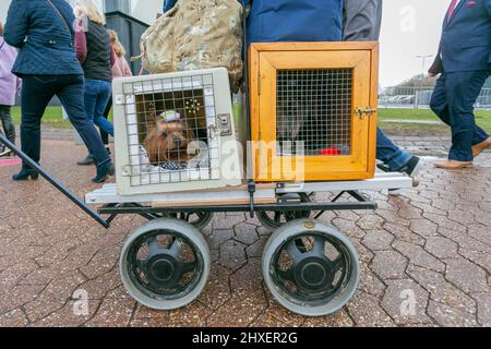 Birmingham, Großbritannien. 12. März 2022. Hunde kommen für den dritten Tag bei Crufts 2022 an. Kredit: Peter Lopeman/Alamy Live Nachrichten Stockfoto