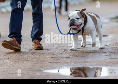 Birmingham, Großbritannien. 12. März 2022. Hunde kommen für den dritten Tag bei Crufts 2022 an. Kredit: Peter Lopeman/Alamy Live Nachrichten Stockfoto