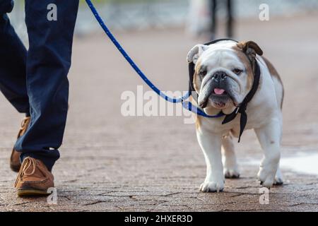 Birmingham, Großbritannien. 12. März 2022. Hunde kommen für den dritten Tag bei Crufts 2022 an. Kredit: Peter Lopeman/Alamy Live Nachrichten Stockfoto