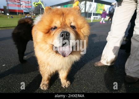 Birmingham, Großbritannien. 12. März 2022. Hunde kommen für den dritten Tag bei Crufts 2022 an. Kredit: Peter Lopeman/Alamy Live Nachrichten Stockfoto