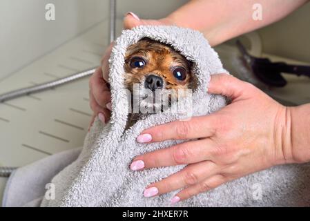 Pflegerin mit süßem pommerschen spitz, nach dem Bad im Friseursalon in ein Handtuch gewickelt Stockfoto