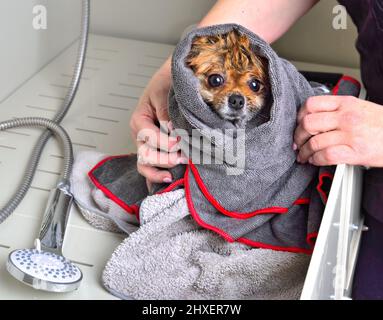 Pflegerin in Tüchlungniedlicher pommerischer spitz nach dem Bad im Friseursalon eingewickelt Stockfoto