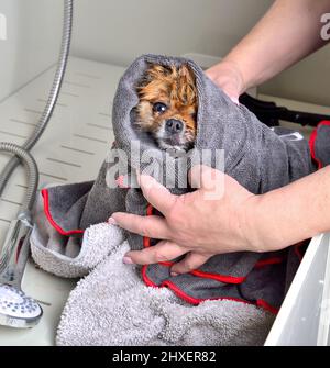 Nahaufnahme eines nassen pommerschen spitzes, eingewickelt in ein Handtuch nach dem Bad im Friseursalon Stockfoto