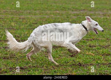 Schöner weißer russischer Barsoi-Hund, der durch ein ländliches grünes Feld läuft Stockfoto