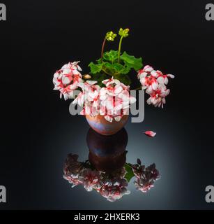 Bouquet von blühenden Geranien in einer Keramikvase auf dunklem Grund. Spiegelung von Blumen im Glas. Stockfoto