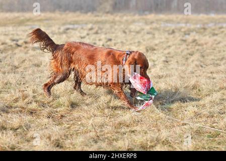 Irish Setter beim Coursing Training einen Köder fangen Stockfoto