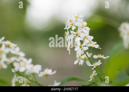 Vogelkirsche oder Hackberry (Prunus padus) Baum in voller Blüte. Weiße Blüten im Frühling, unscharf verwischter Hintergrund. Stockfoto