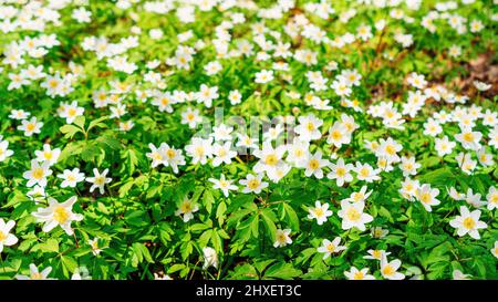 Schneeglöckchen-Windblumenwiese am sonnigen Tag Nahaufnahme. Frühlingsblumen Hintergrund. Anemone oder Frühlingsschneeflocken blühen in einer Waldlichtung in Sonnenstrahlen. Stockfoto