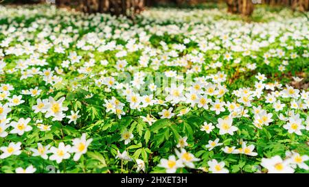 Frühlingsblumen im Waldhintergrund. Schneeglöckchen-Windblumenwiese in Sonnenstrahlen Nahaufnahme. Ein Teppich aus weißen Anemonblüten in einem malerischen rav Stockfoto