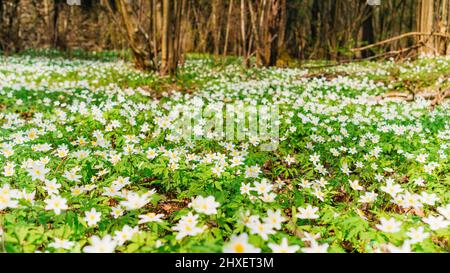 Frühlingswald Fotolandschaft mit Kopierplatz. Ein Teppich aus weißen Anemone blüht in einer malerischen Mulde. Schneeglöckchen-Windblumenwiese an sonnigen Tagen. Stockfoto