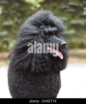 Portrait von schönen königlichen schwarzen Pudel auf einem grünen Hintergrund sitzen Stockfoto