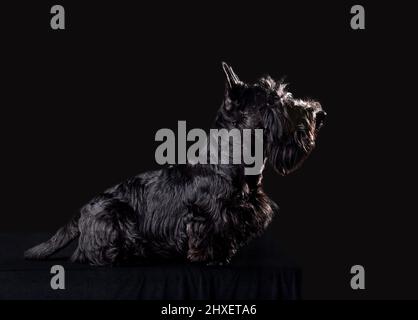 Sechs Monate alter Welpe von Scotch Terrier auf schwarzem Hintergrund Stockfoto