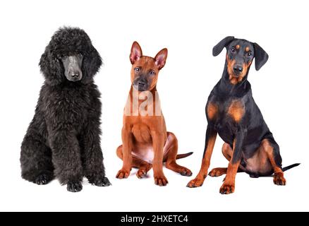 Gruppe von Hundewelpen auf weißem Hintergrund isoliert. Royal Pudel, Thai Ridgeback und deutscher Pinscher. Stockfoto